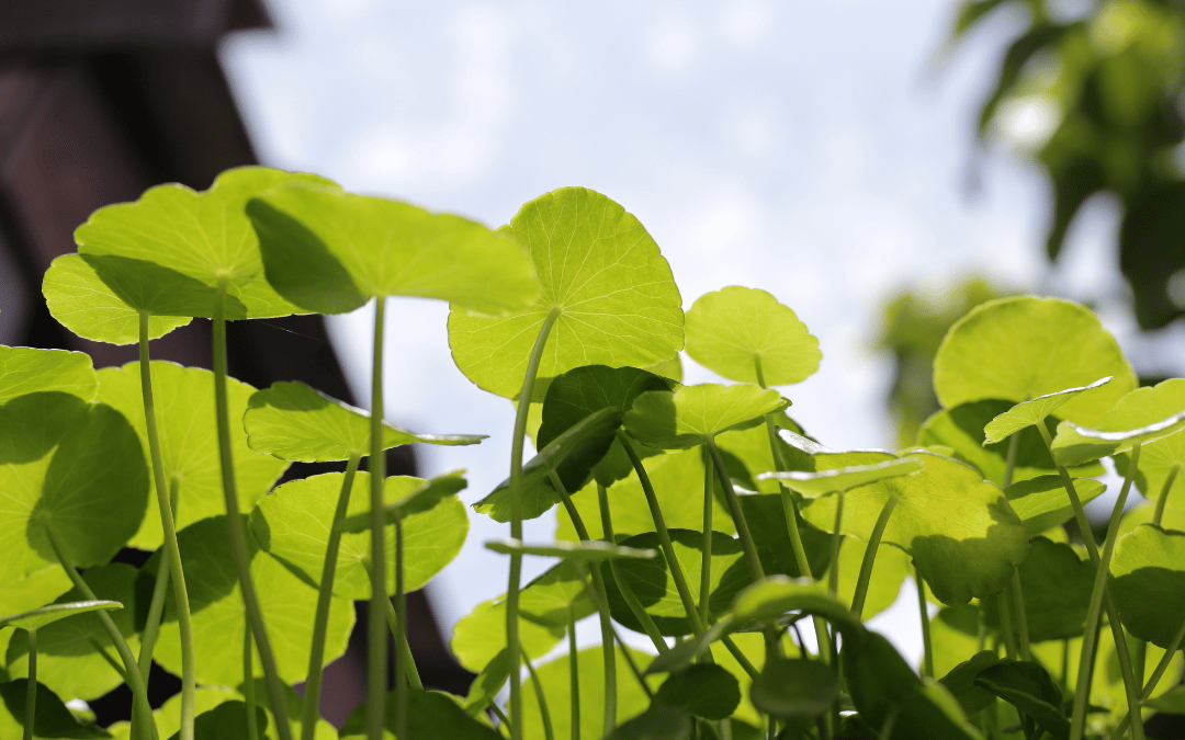 Ingredient Spotlight: Centella Asiatica & Niacinamide