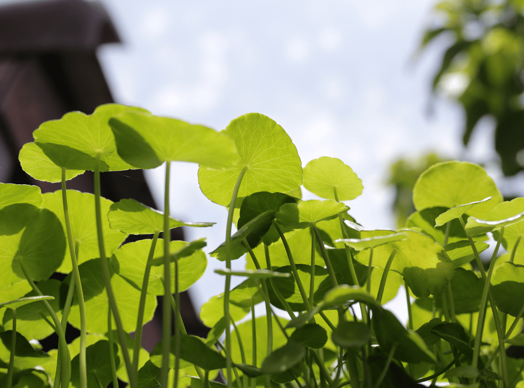 Ingredient Spotlight: Centella Asiatica & Niacinamide